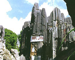 Stone Forest